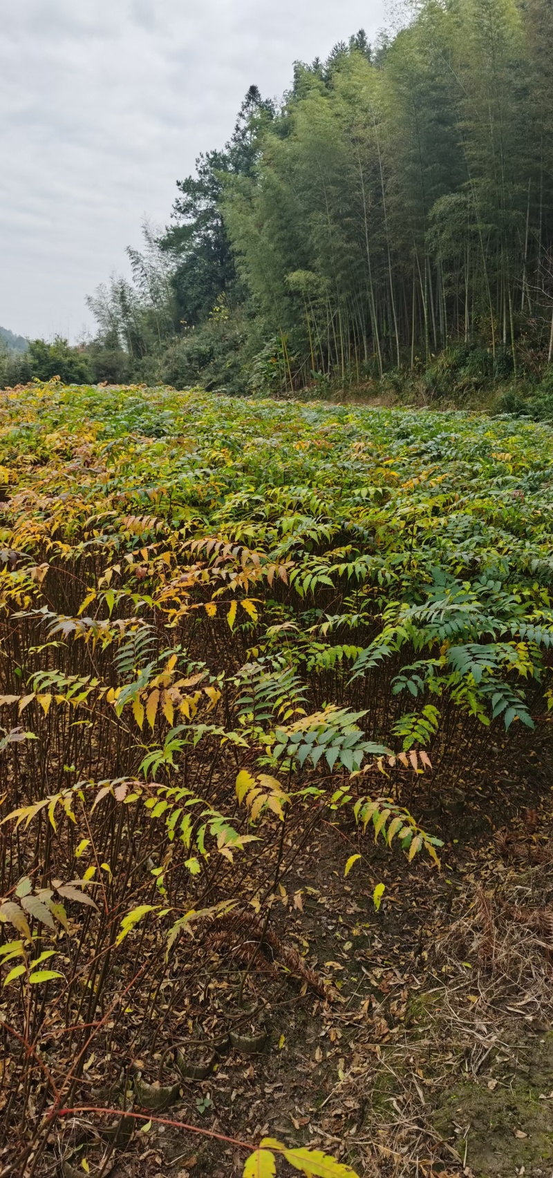 南酸枣苗，南酸枣苗基地！