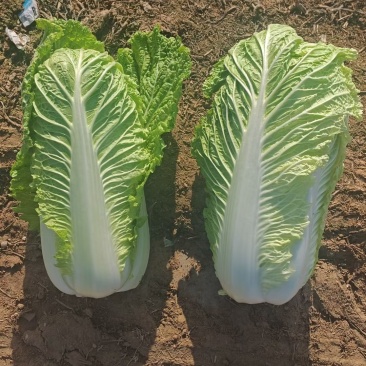 北京三号大量现货净菜没有烧心没有虫眼没有黑点价格合适量大