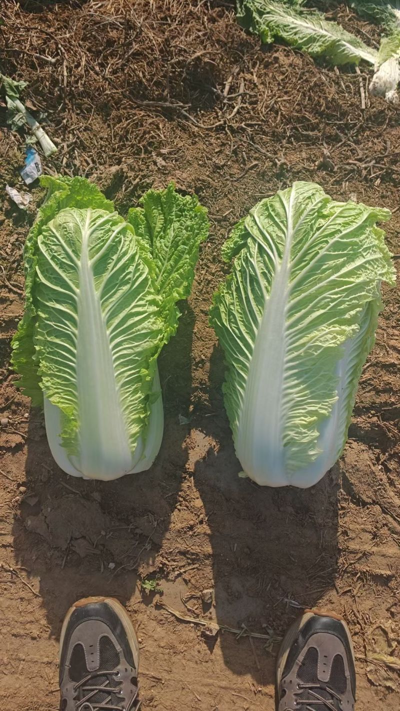 北京三号大量现货净菜没有烧心没有虫眼没有黑点价格合适量大