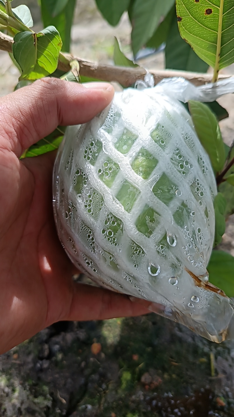 现摘现发本地优选帝王番石榴（芭乐）——果香浓郁，脆甜多