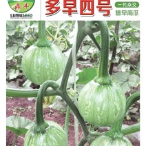 小南瓜种子多早四号漂亮的白花皮开花早抗病高产