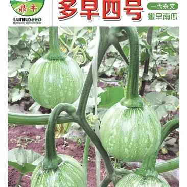 小南瓜种子多早四号漂亮的白花皮开花早抗病高产