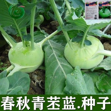 青培兰3号种子薄皮杂交口感细嫩无纤维春秋播种培兰种子
