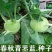 青培兰3号种子薄皮杂交口感细嫩无纤维春秋播种培兰种子
