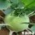 青培兰3号种子薄皮杂交口感细嫩无纤维春秋播种培兰种子