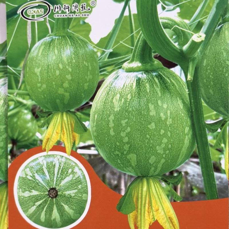 南瓜种子花木南白花皮黄肉紧实瓜形圆花蒂小早熟高产