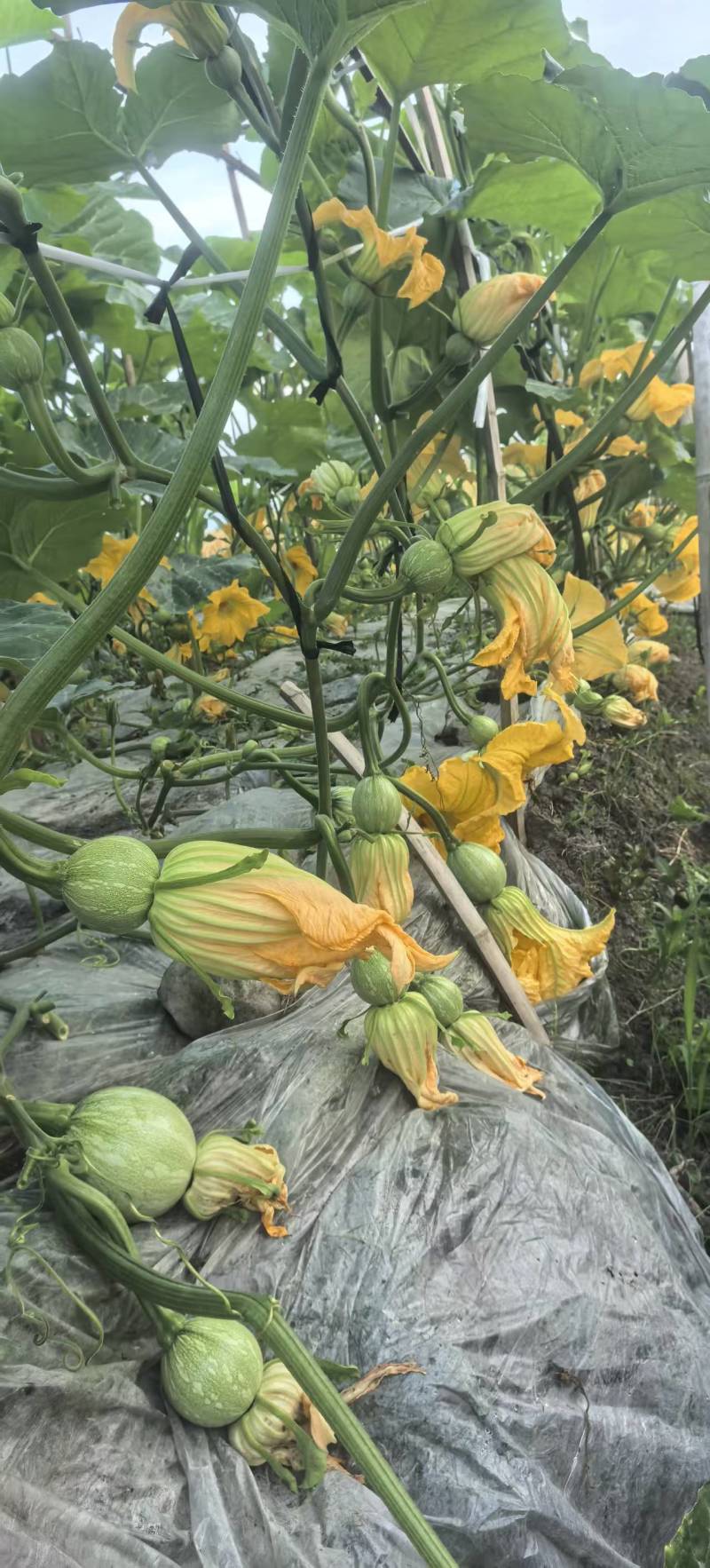 南瓜种子花木南白花皮黄肉紧实瓜形圆花蒂小早熟高产