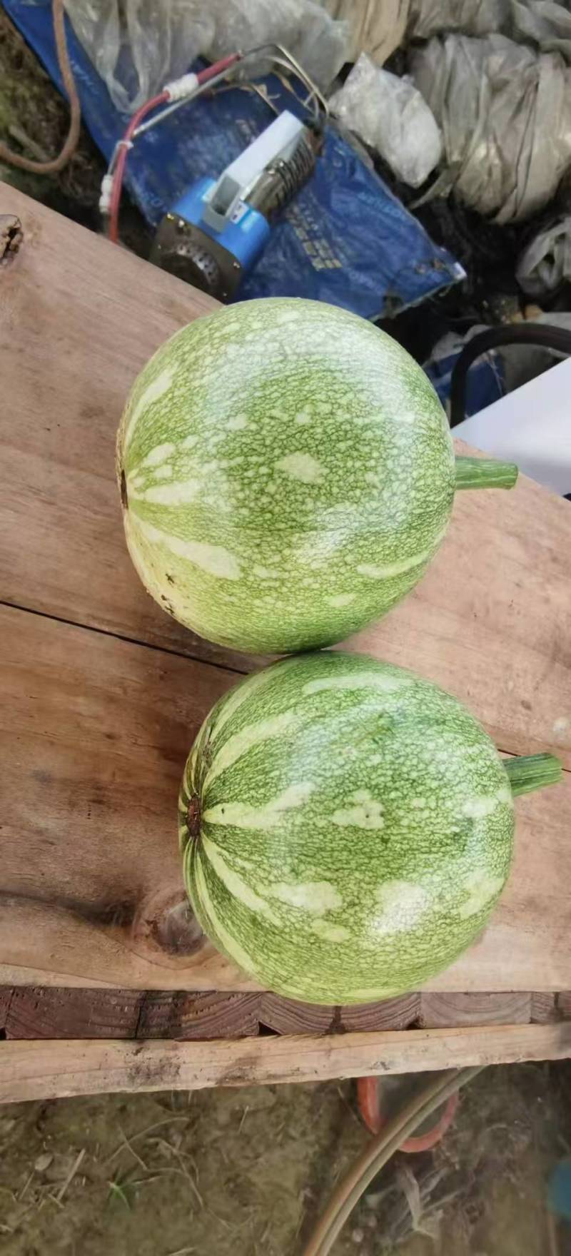 南瓜种子花木南白花皮黄肉紧实瓜形圆花蒂小早熟高产