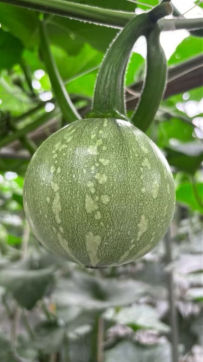 南瓜种子花木南白花皮黄肉紧实瓜形圆花蒂小早熟高产