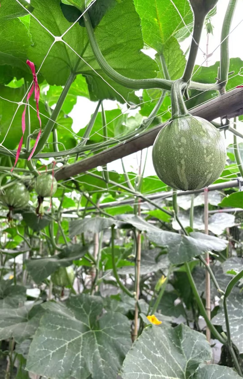 南瓜种子花木南白花皮黄肉紧实瓜形圆花蒂小早熟高产