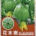 南瓜种子花木南白花皮黄肉紧实瓜形圆花蒂小早熟高产