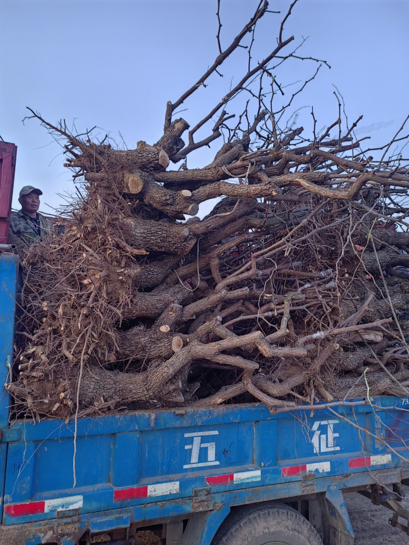 占地冬枣树8-12公分现挖现发原产地一手货源