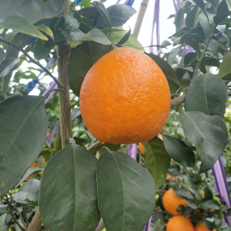 爱媛果冻橙大好甜