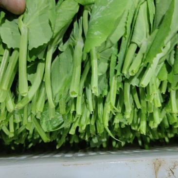 豌豆尖