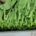豌豆尖
