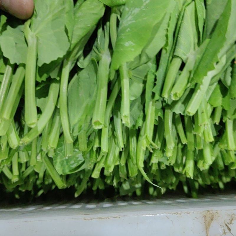 豌豆尖