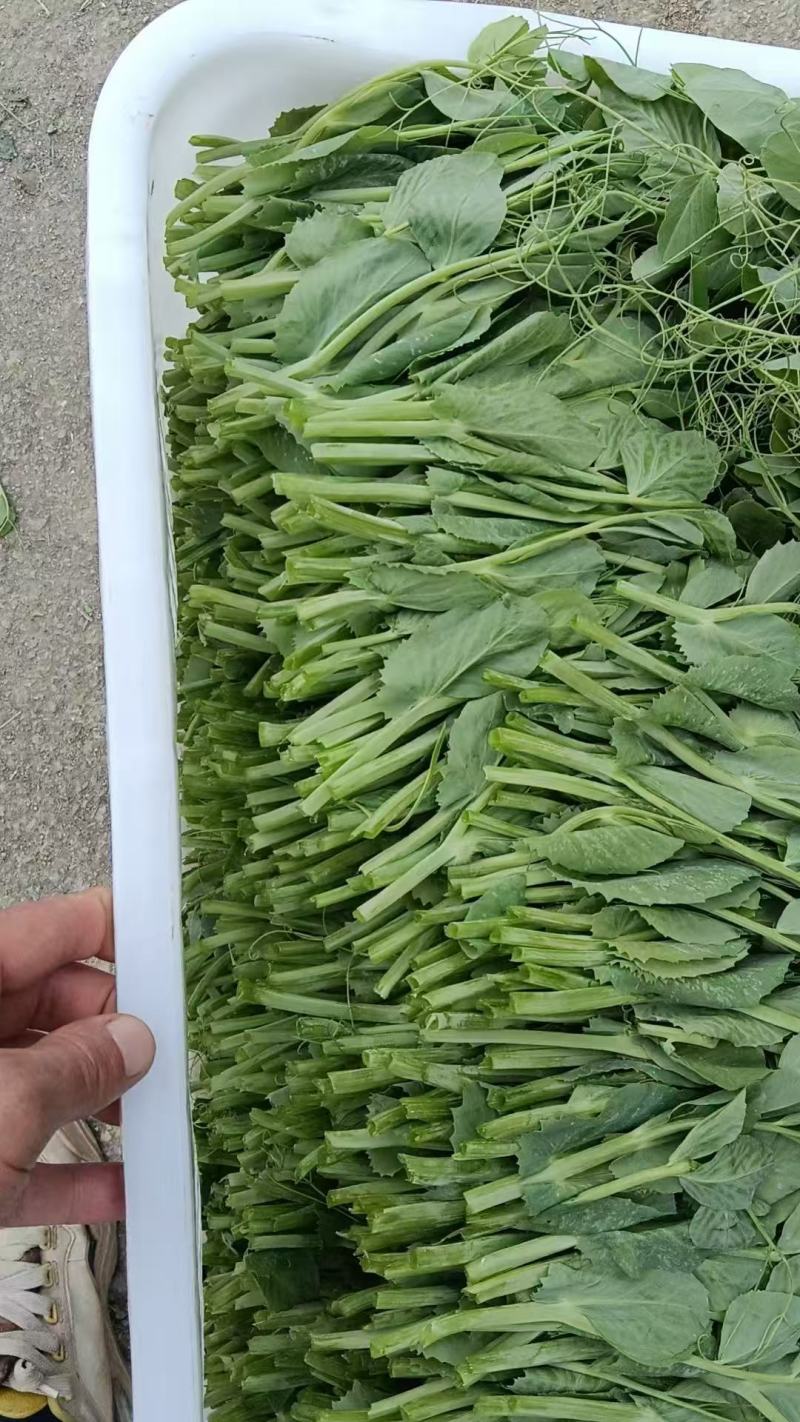 豌豆尖