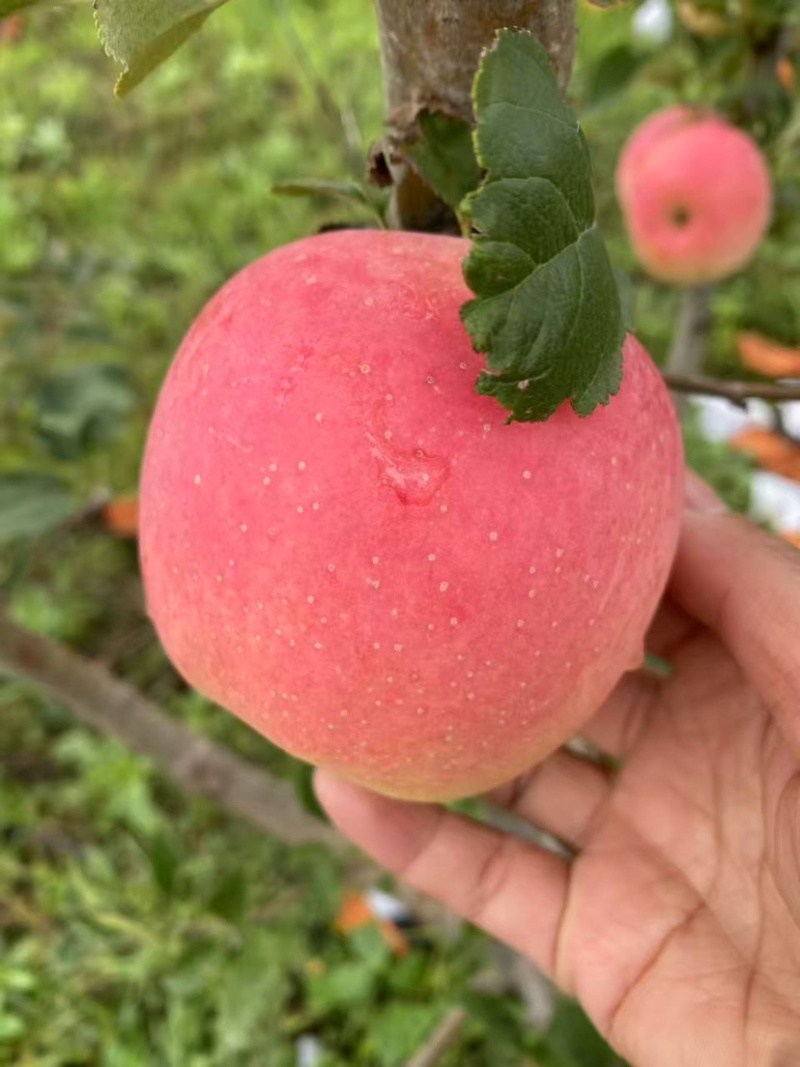 20万斤土岐水蜜桃苹果