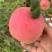20万斤土岐水蜜桃苹果