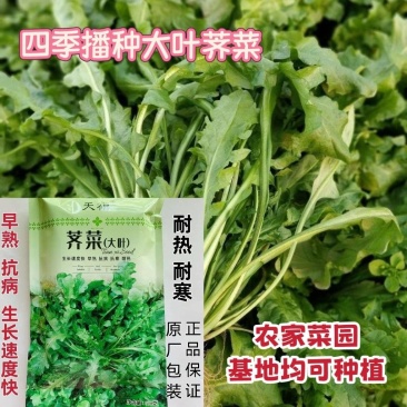 野生大叶荠菜种子耐寒耐热生长快抗病春秋露地大棚播荠菜种子