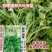 野生大叶荠菜种子耐寒耐热生长快抗病春秋露地大棚播荠菜种子