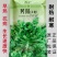 野生大叶荠菜种子耐寒耐热生长快抗病春秋露地大棚播荠菜种子