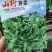 野生大叶荠菜种子耐寒耐热生长快抗病春秋露地大棚播荠菜种子