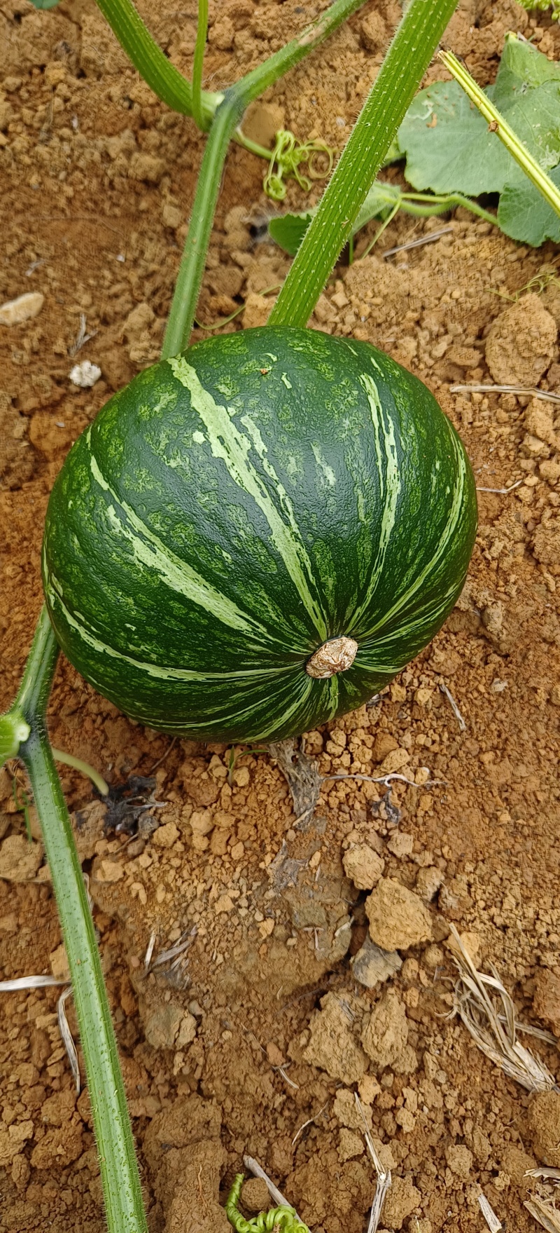 板栗南瓜，广西新鲜板栗南瓜大量上市，八成老熟，各种规格
