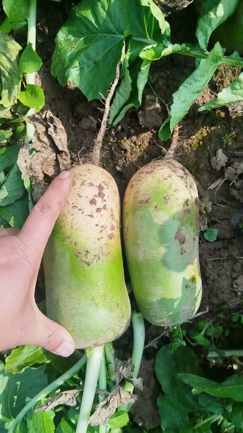 工厂青萝卜