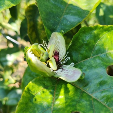 广西南宁种植出产。百香果。