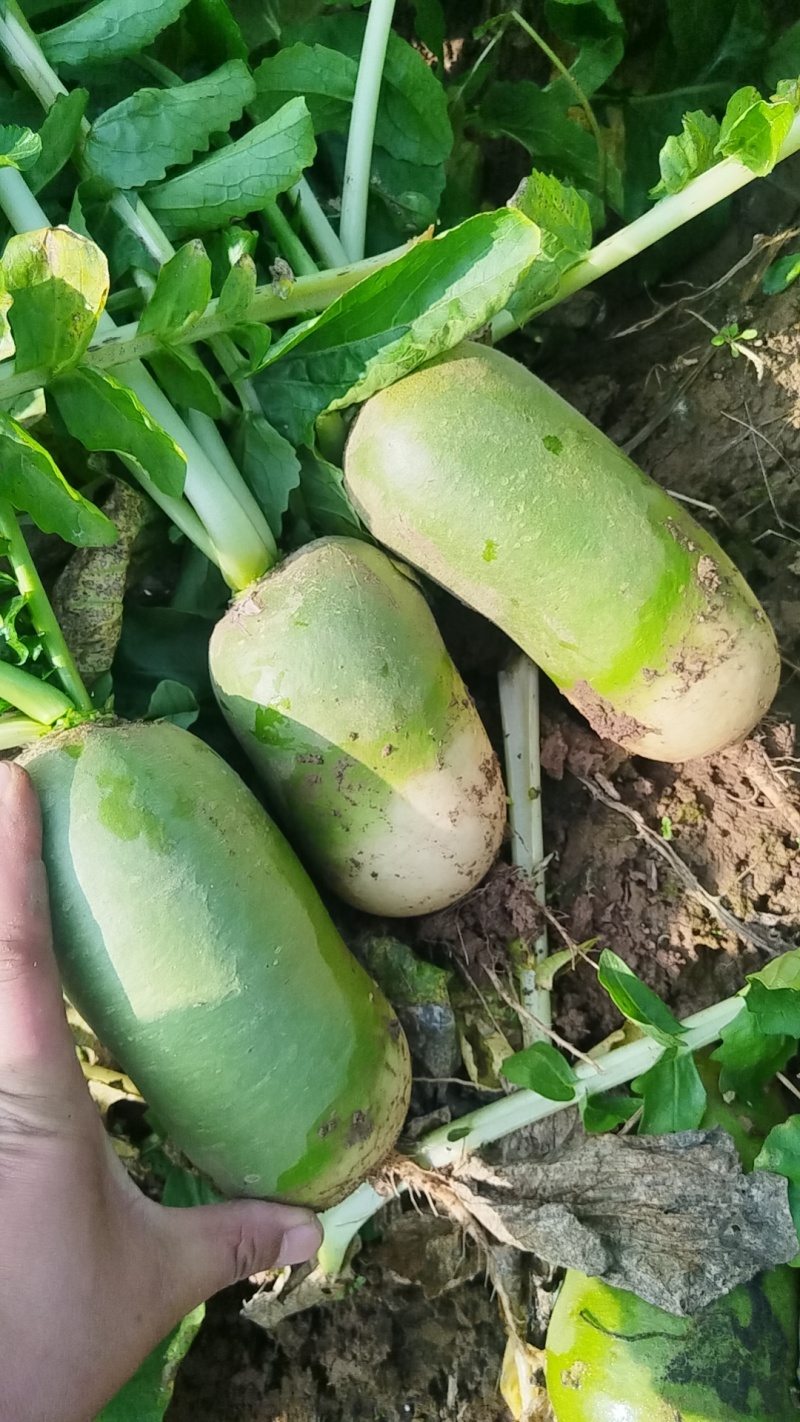 工厂青萝卜