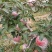 河北省石家庄市正定县苹果种植大户出售红富士苹果
