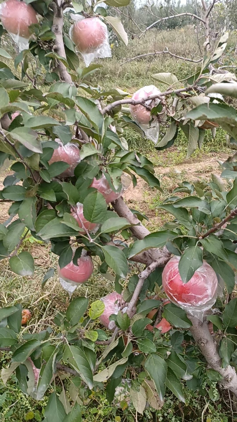 河北省石家庄市正定县苹果种植大户出售红富士苹果