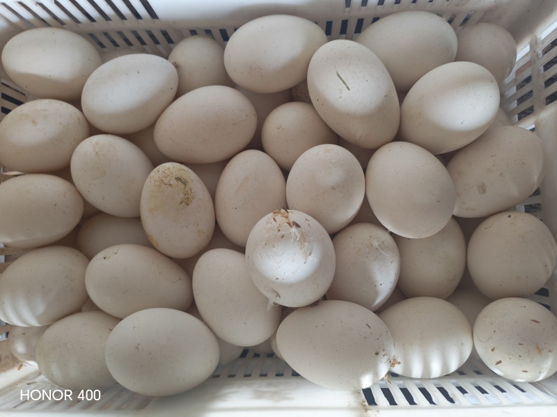 土鹅蛋大量批发出售