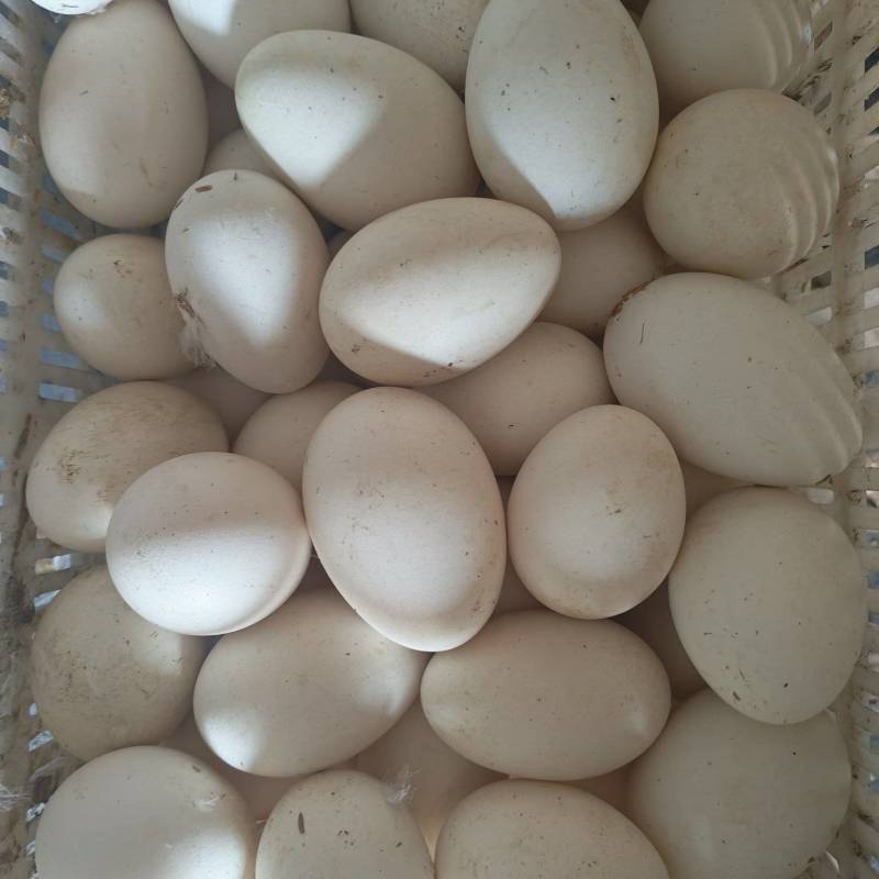 土鹅蛋大量批发出售