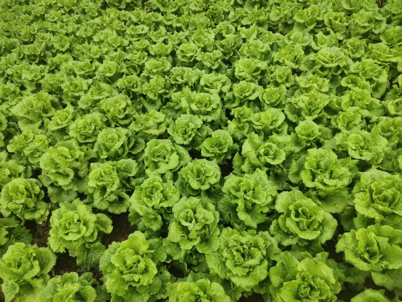 新鲜生菜蔬菜
