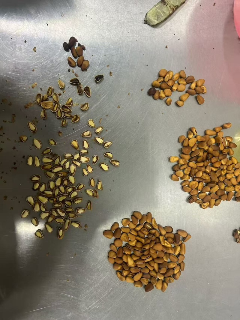 东北红松子电商精品一手货源品质保证欢迎电话咨询！
