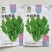 野生荠菜种子香味浓郁耐寒耐寒春秋露地种植荠菜种子