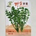 野生荠菜种子香味浓郁耐寒耐寒春秋露地种植荠菜种子