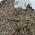 鹅不食草干净切断规格齐全常年大货供应