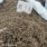 鹅不食草干净切断规格齐全常年大货供应