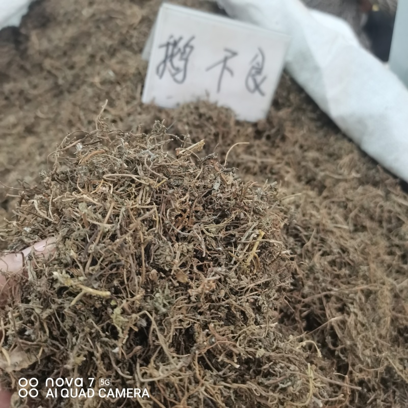 鹅不食草干净切断规格齐全常年大货供应