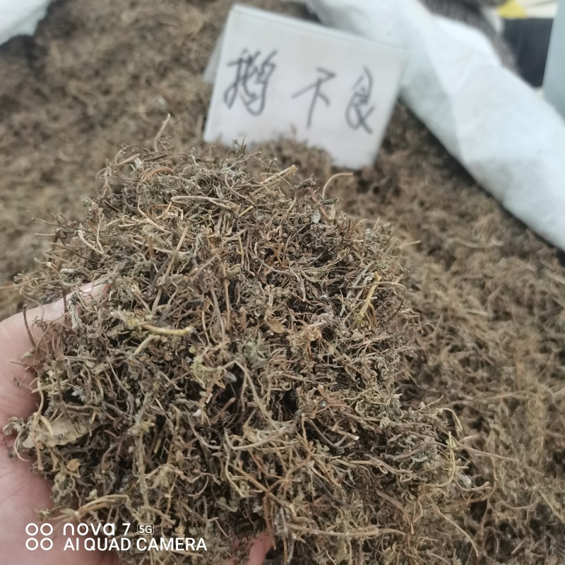 鹅不食草干净切断规格齐全常年大货供应