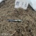 鹅不食草干净切断规格齐全常年大货供应