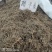 鹅不食草干净切断规格齐全常年大货供应