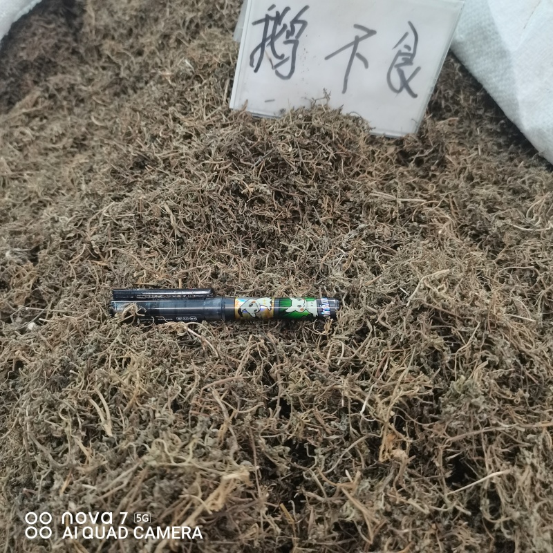 鹅不食草干净切断规格齐全常年大货供应