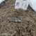 鹅不食草干净切断规格齐全常年大货供应