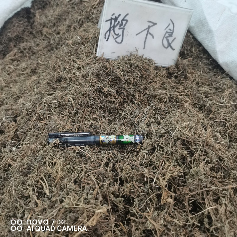 鹅不食草干净切断规格齐全常年大货供应