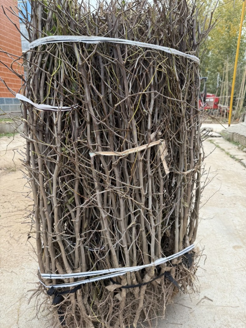 枣树苗优质矮化冬枣苗蟠枣苗八八红枣包成活基地现挖