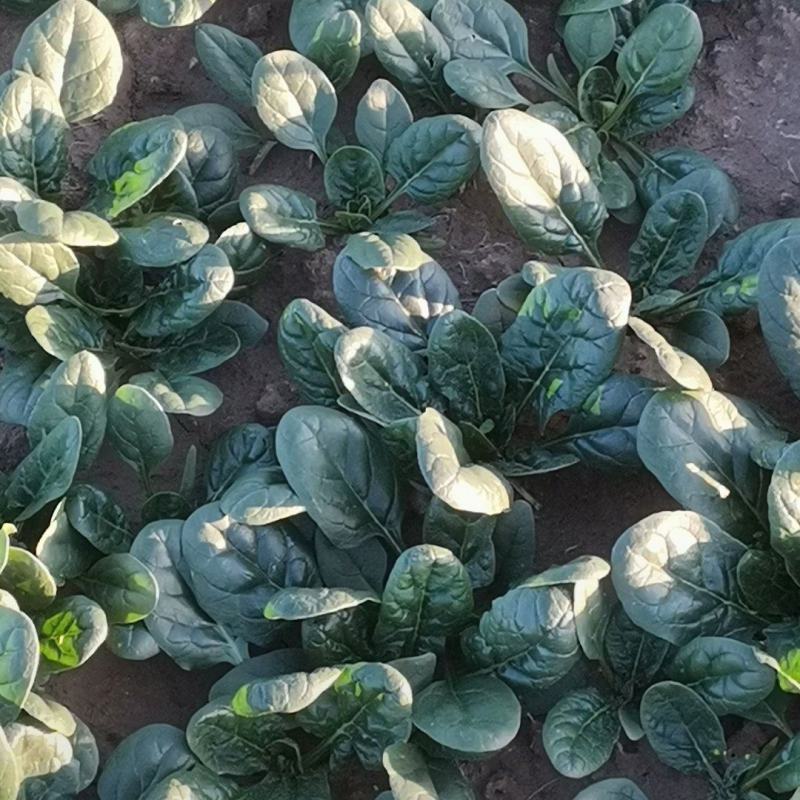 基地菠菜大量现货供应
